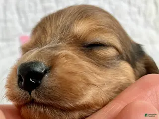 Miniature Dachshund dogs Coco Bean of St. Wiggles - Ad 15