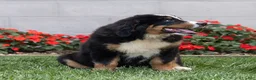 Bernese Mountain Dog dogs for sale: Brady (Genetically Clear) Bernese Mountain Dog  - Ad 6