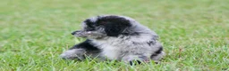 Aussiedoodle dogs for sale: Chrissy - Ad 7