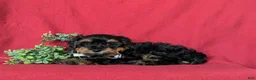 Yorkiepoo dogs for sale: Napoleon Hypoallergenic 7 lbs Full Grown - Ad 4