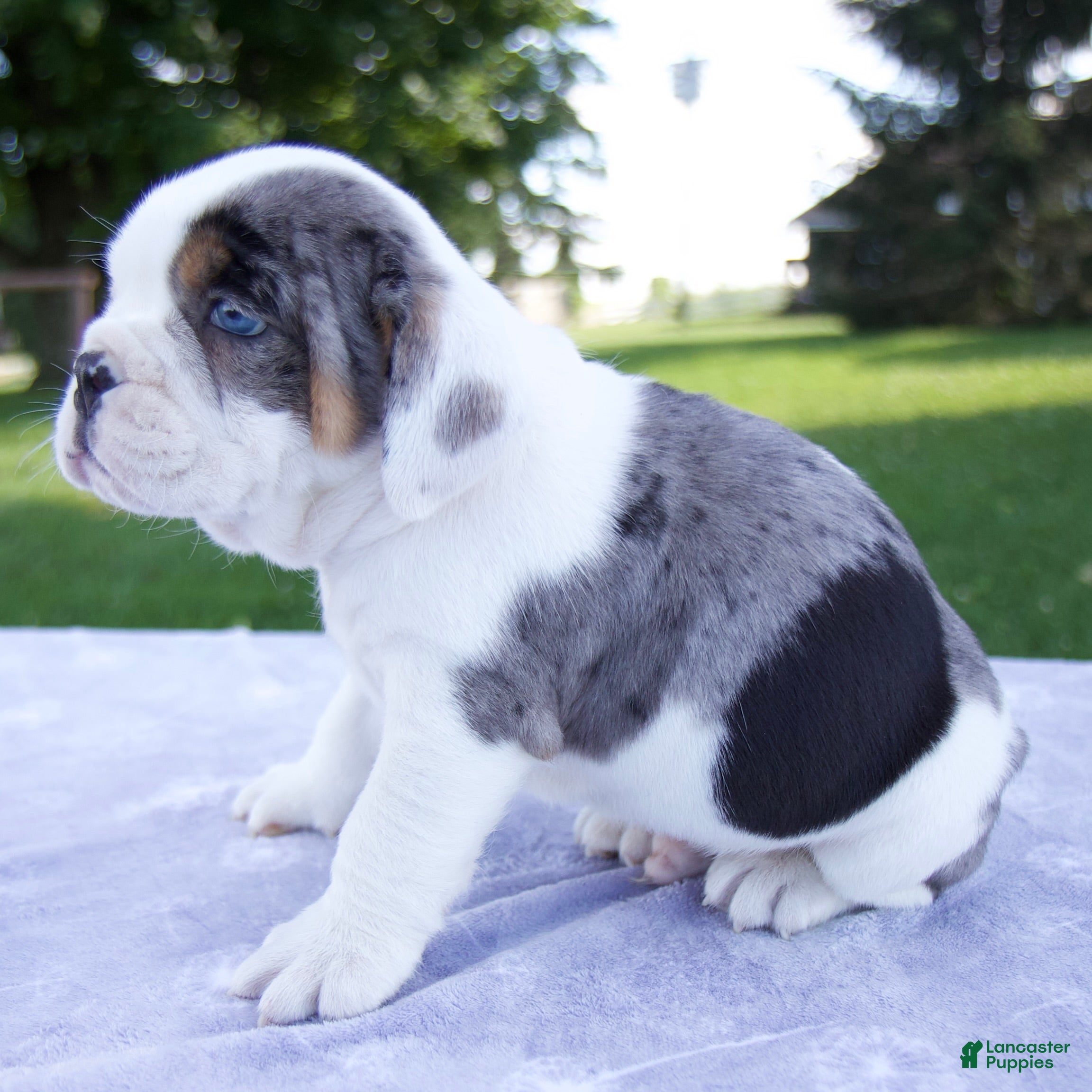 Beabull dogs Hunter - Ad 2