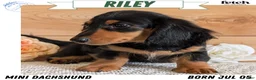 Miniature Dachshund dogs for sale: Riley - Ad 1