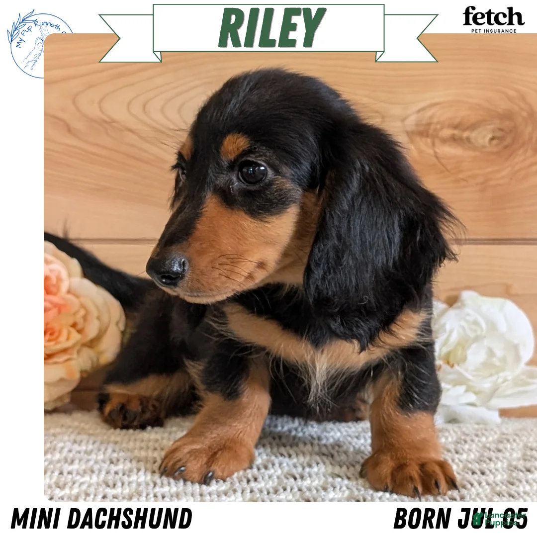 Miniature Dachshund dogs for sale: Riley - Ad 1