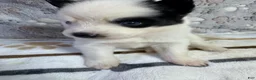 Pomsky dogs for sale: Patrick aka P - Ad 4