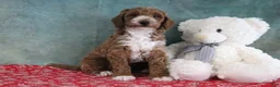 Mini Goldendoodle dogs for sale: Sillas - Ad 3