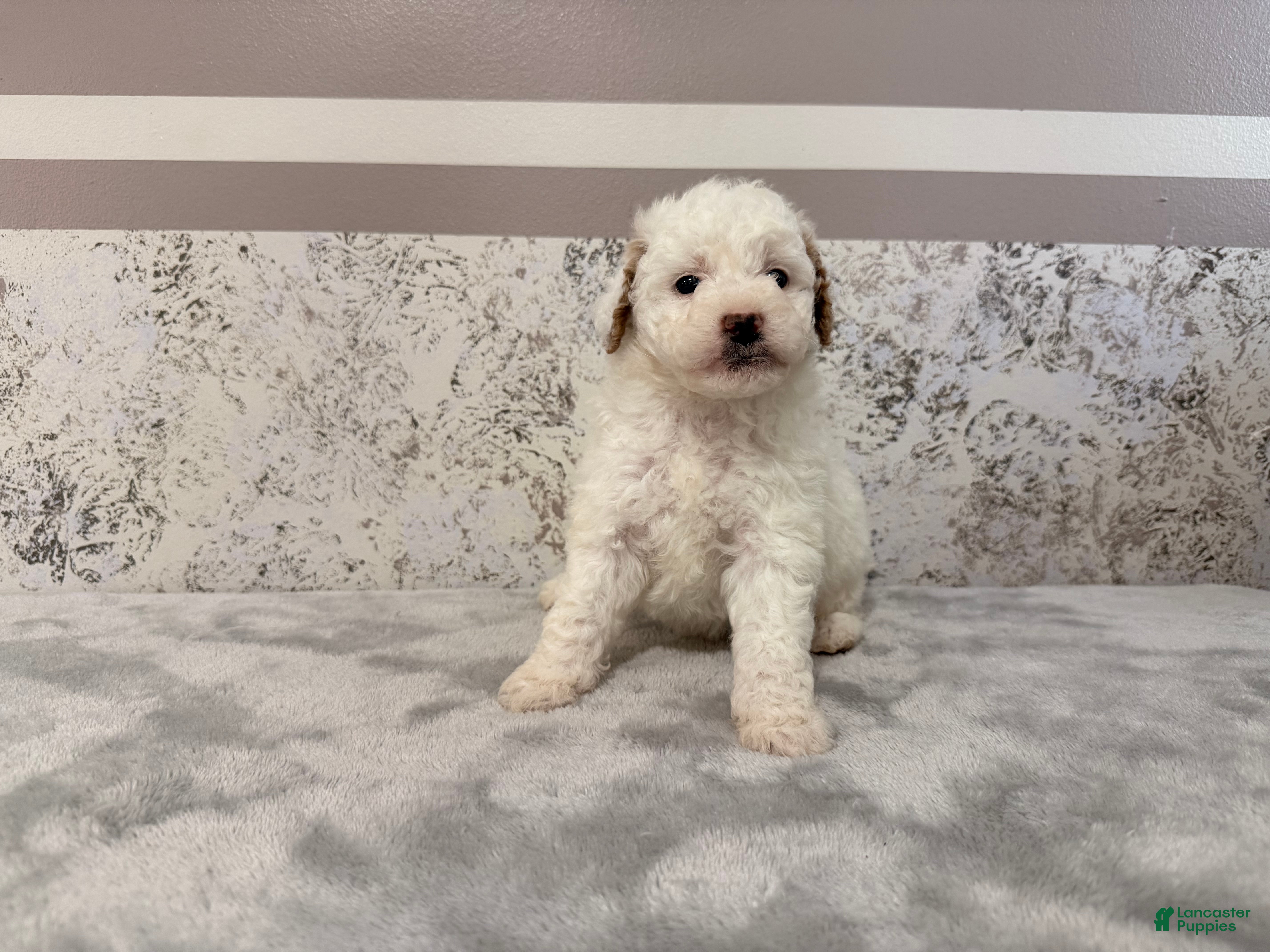 Mini Goldendoodle dogs Donna - Ad 15