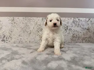 Mini Goldendoodle dogs Donna - Ad 15