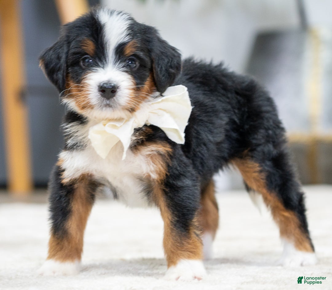 Mini Bernedoodle dogs for sale: Kona - Ad 1