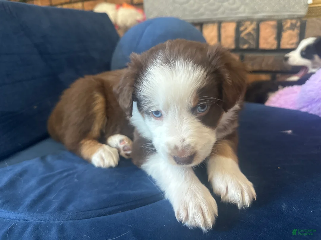 Australian Shepherd dogs for sale: Boulder - Ad 5