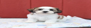 Skip 