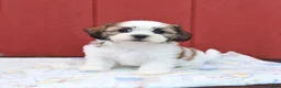 Malshi dogs for sale: Skip  - Ad 1
