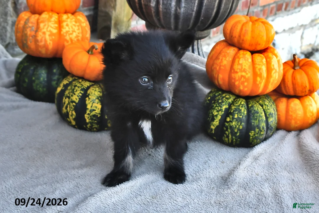 Pomsky dogs for sale: Theo - Ad 2