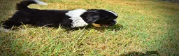 Havapoo dogs for sale: Kibbles - Ad 21