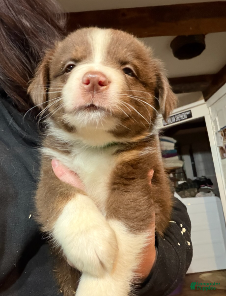 Australian Shepherd dogs Green - Ad 16