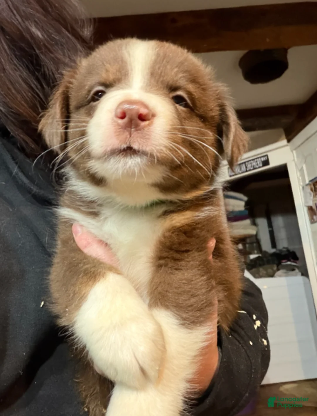 Australian Shepherd dogs for sale: Green - Ad 1