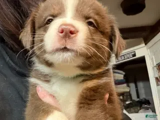 Australian Shepherd dogs Green - Ad 16