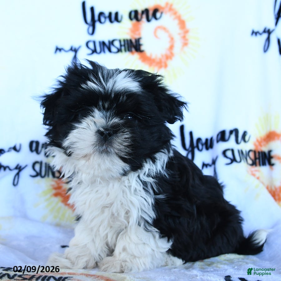 Shih Tzu dogs Cookie    - Ad 1
