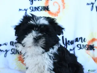 Shih Tzu dogs for sale: Cookie - Ad 1
