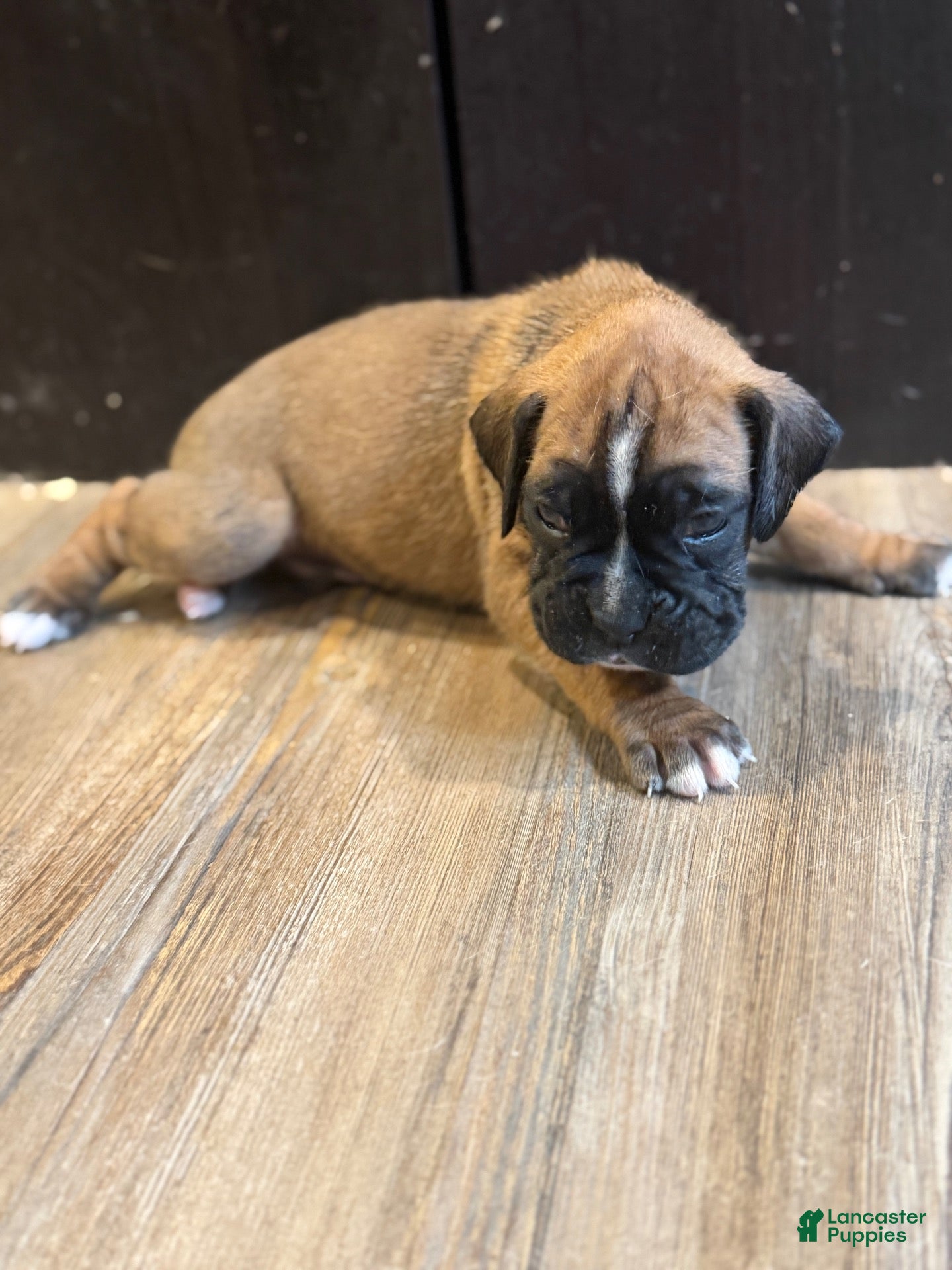 Boxer dogs Brownie  - Ad 1