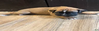 Brownie 