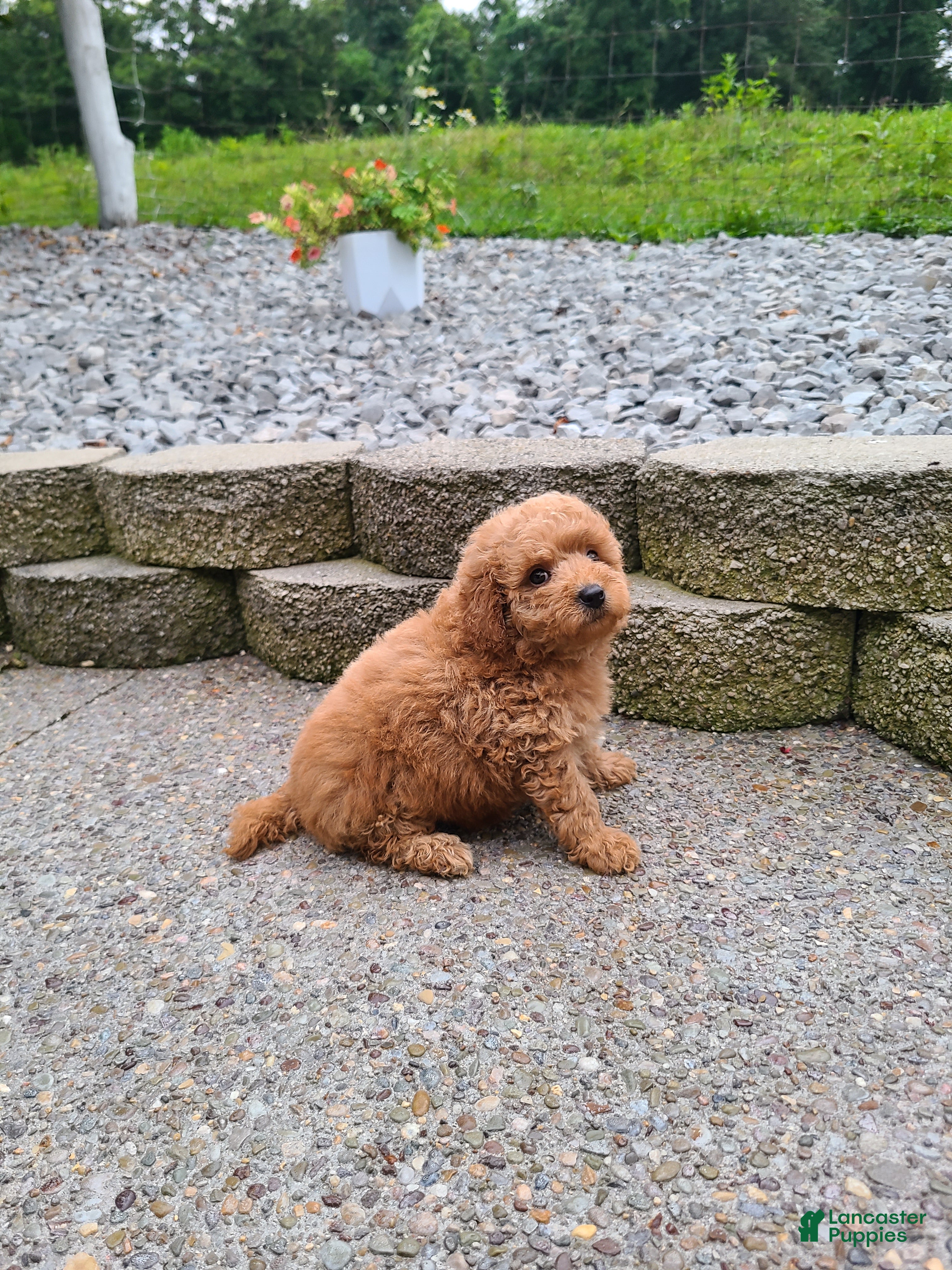Mini Goldendoodle dogs Inez - Ad 1