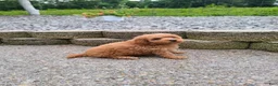 Mini Goldendoodle dogs for sale: Inez - Ad 16