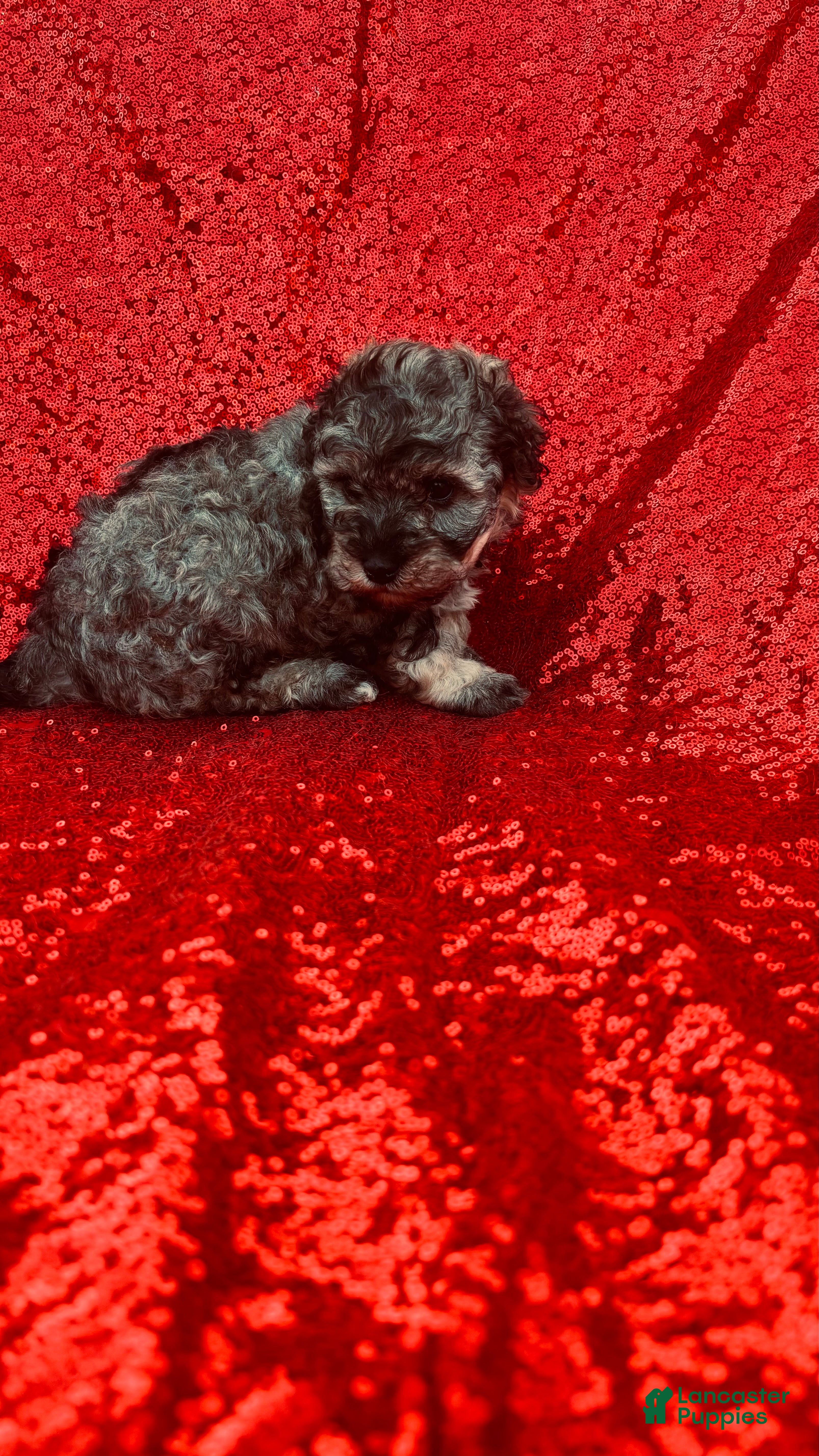 Toy Poodle dogs Toy Poodle Puppy 1 - Ad 23