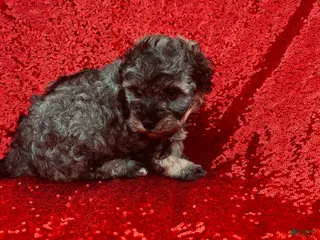 Toy Poodle dogs Toy Poodle Puppy 1 - Ad 23