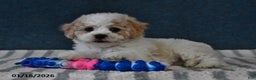 Cavachon dogs for sale: Logan - Ad 3