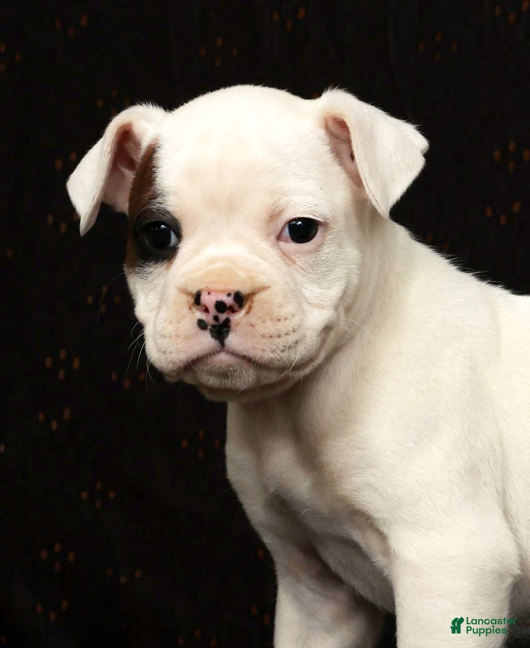 Boxer dogs for sale: Winchester - Ad 10