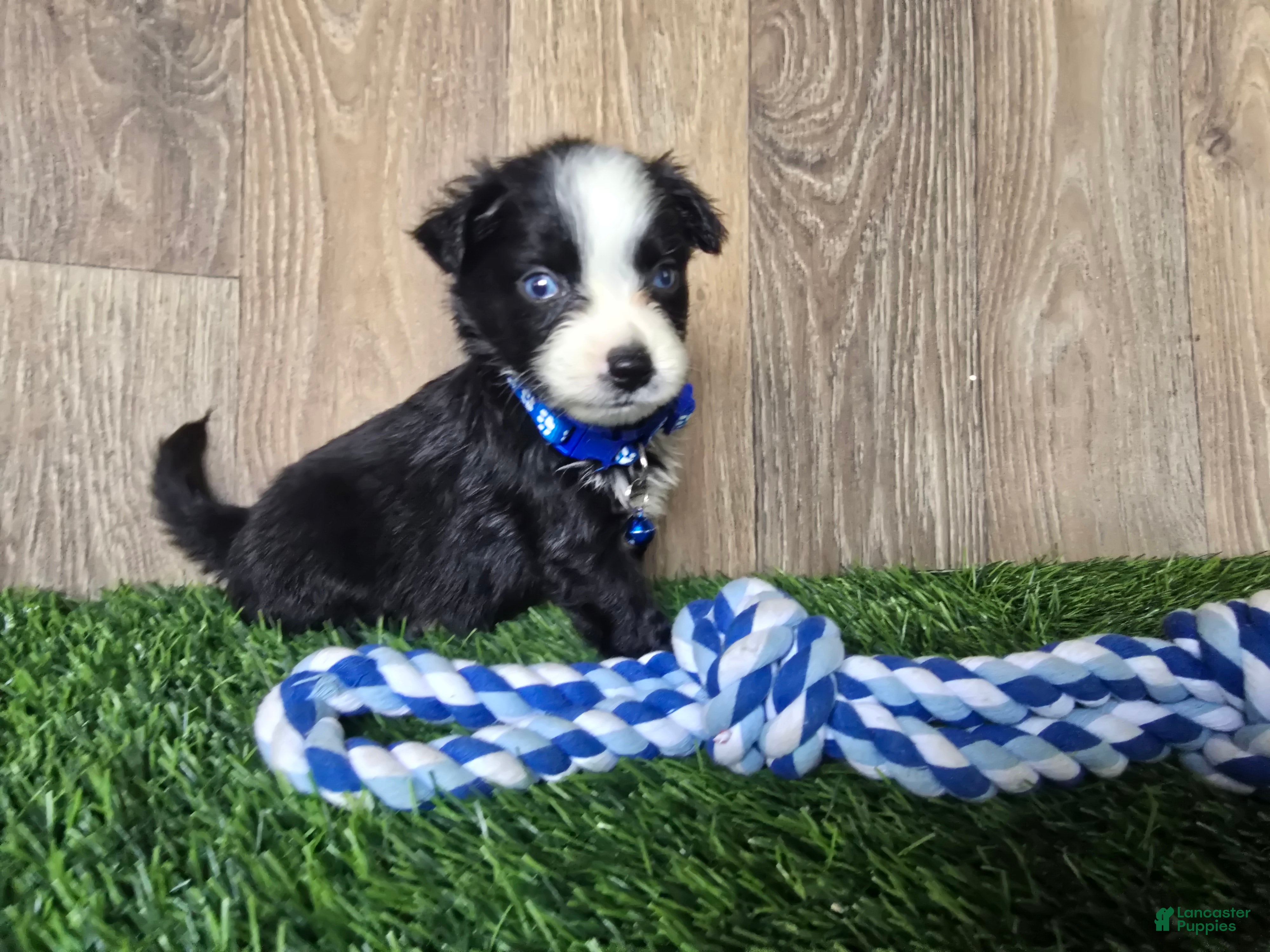 Toy Australian Shepherd dogs Boy 3 - Ad 2