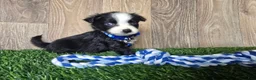 Toy Australian Shepherd dogs for sale: Boy 3 - Ad 2