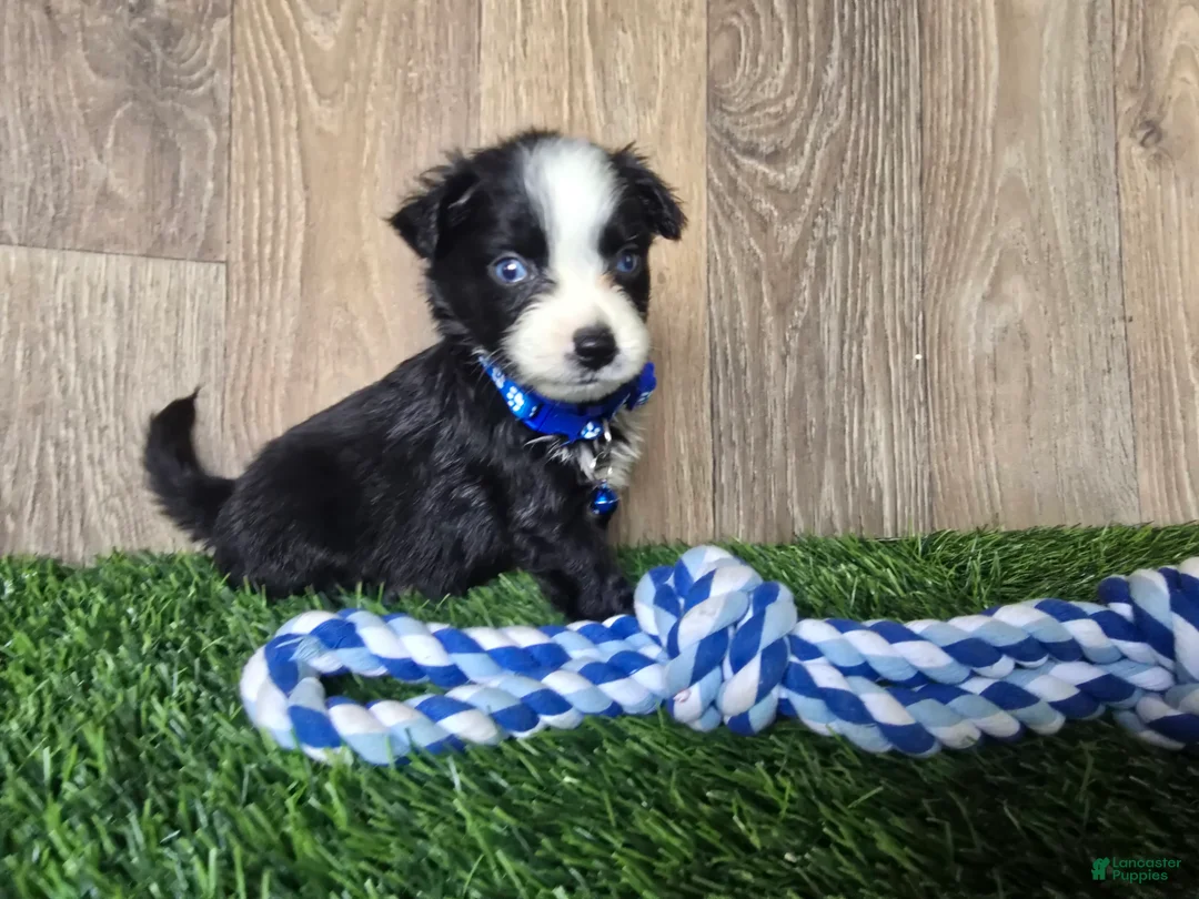 Toy Australian Shepherd dogs for sale: Boy 3 - Ad 2