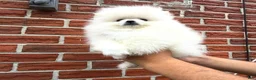 Pomeranian dogs for sale: Teacup Pomeranian korean bloodline 1 - Ad 4