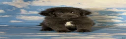 Newfoundland dogs for sale: Phoebe DNA clear OFA Gray - Ad 6