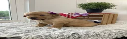 Golden Retriever dogs for sale: Golden Retriever - Kenzie  - Ad 2