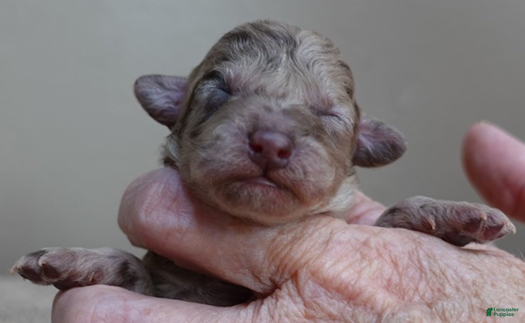 Toy Poodle dogs for sale: Sophia rarest color chocolate merle - Ad 1