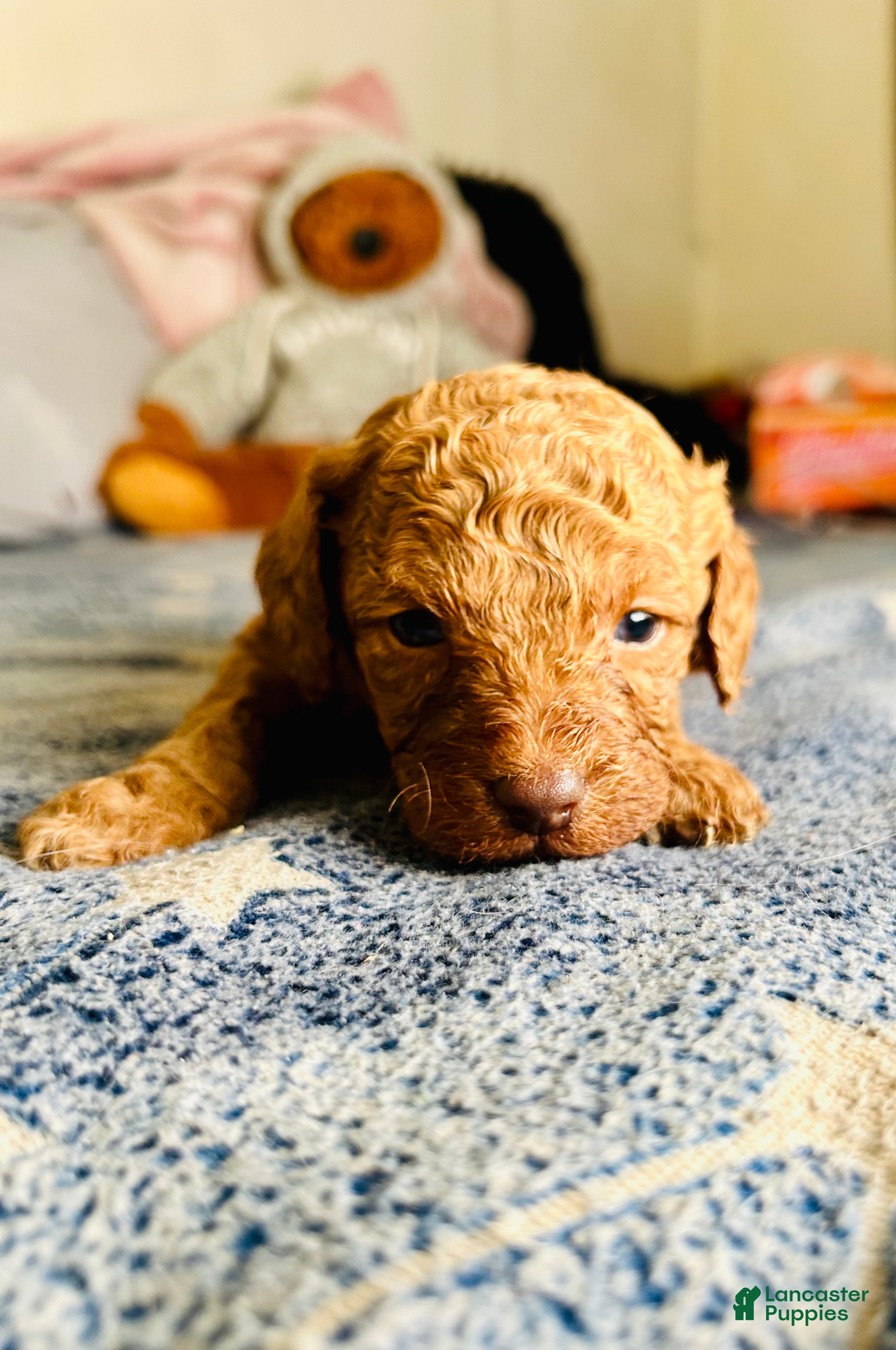 Cavapoo dogs Loki - Ad 23