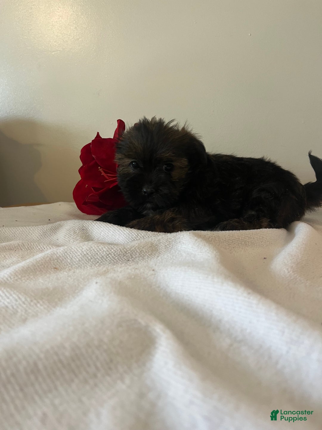 Shorkie dogs for sale: Howie - Ad 4