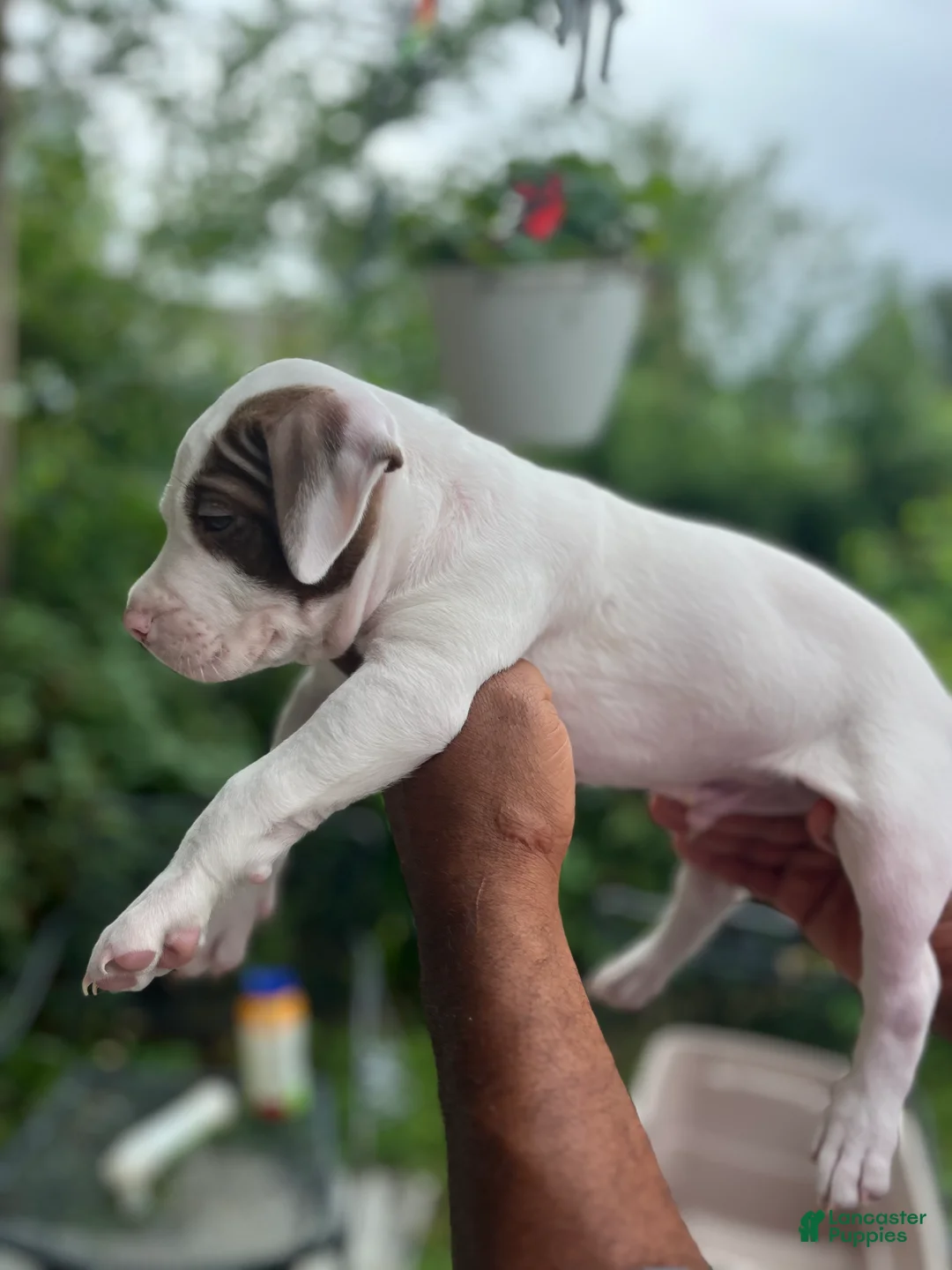 American Pit Bull Terrier dogs for sale: American Pit Bull Terrier 1 - Ad 2