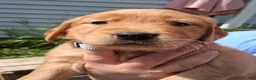 Golden Retriever dogs for sale: Golden Retriever 9 - Pearl - Ad 1