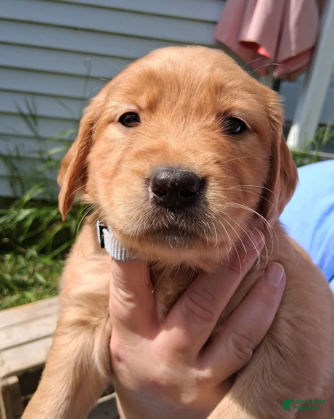 Golden Retriever dogs for sale: Golden Retriever 9 - Pearl - Ad 1