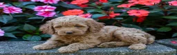 Cockapoo dogs for sale: Fynn - Ad 3