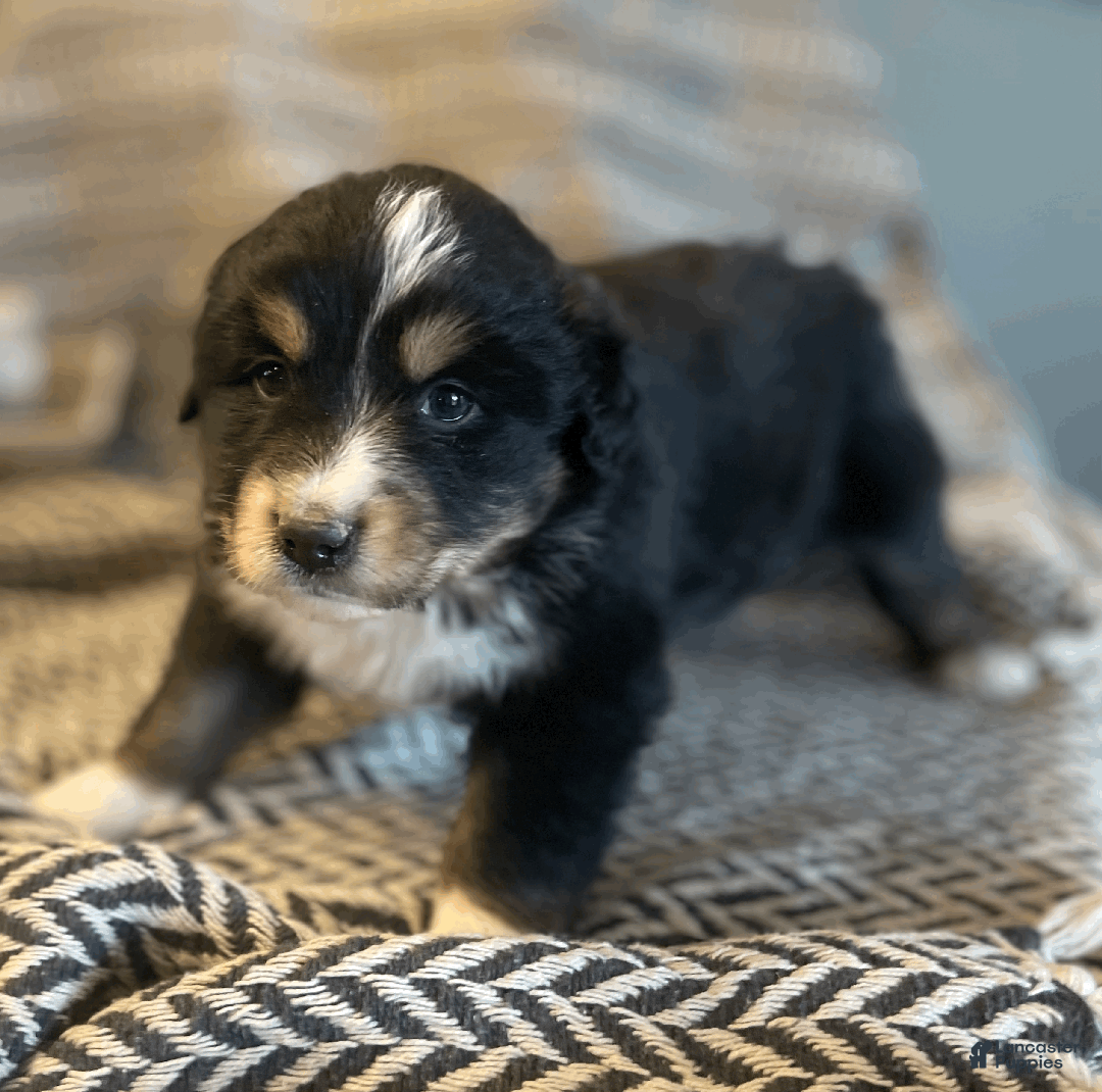 Australian Shepherd dogs for sale: Misha - Ad 2