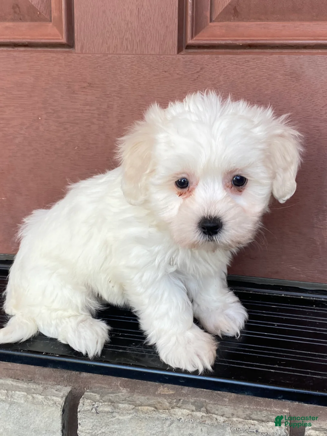 Coton De Tulear dogs for sale: Chloe  - Ad 2