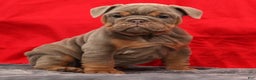 English Bulldog dogs for sale: Simone - Ad 5