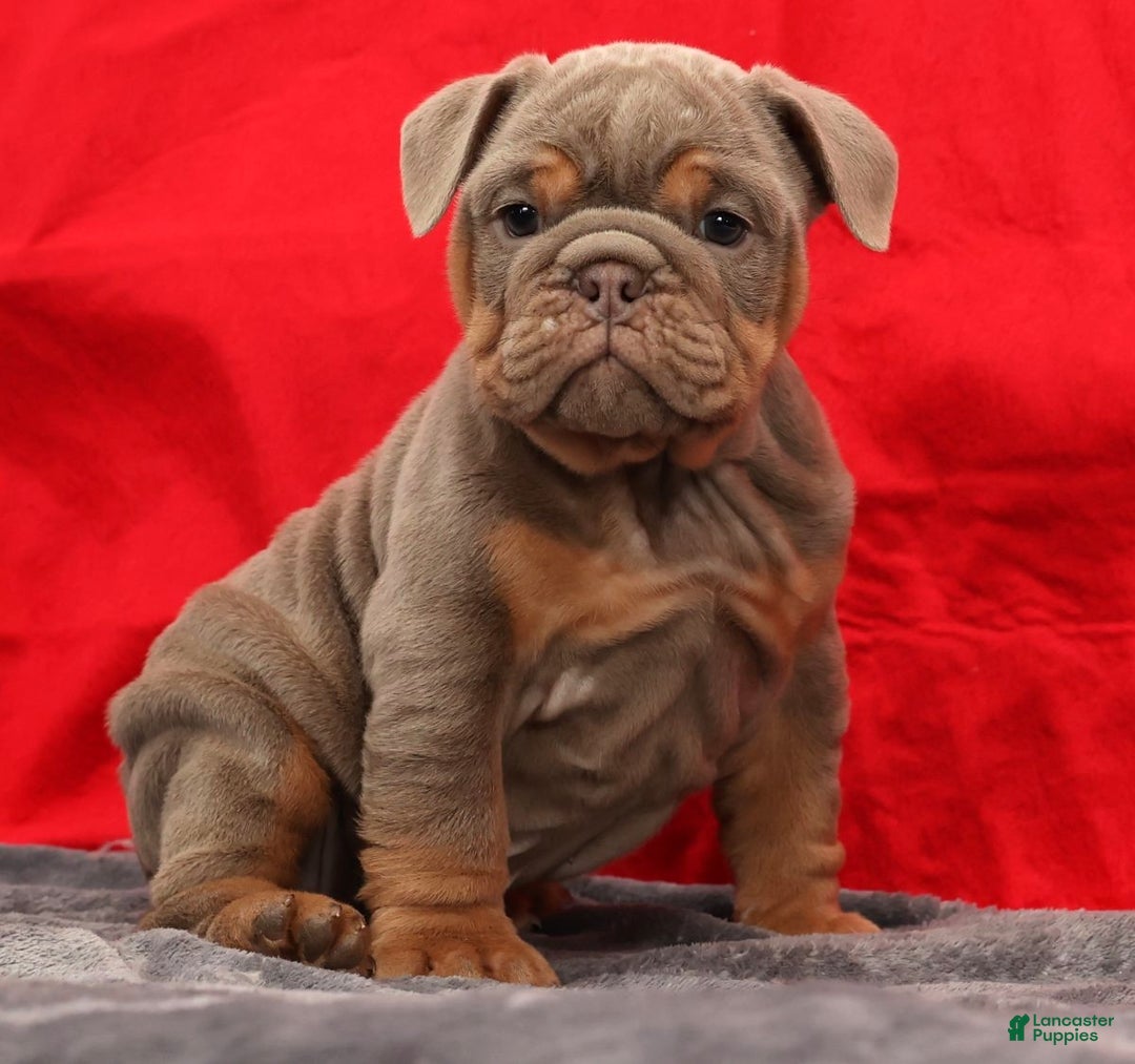 English Bulldog dogs for sale: Simone - Ad 5