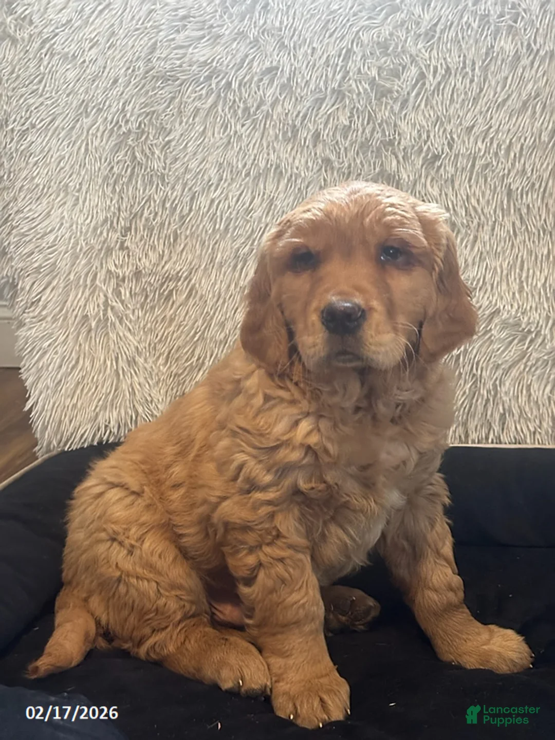 Golden Retriever dogs for sale: Chase - Ad 1