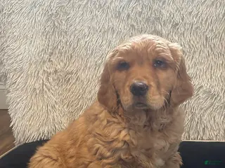 Golden Retriever dogs for sale: Chase - Ad 1