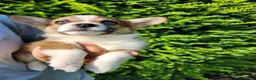 Welsh Corgi Pembroke dogs for sale: Fern - Ad 3